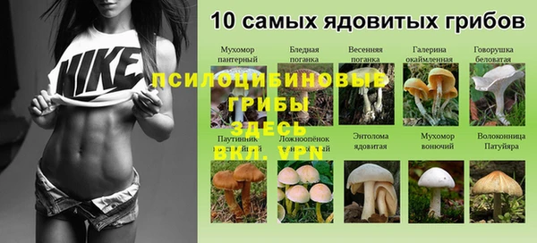 шишки Няндома