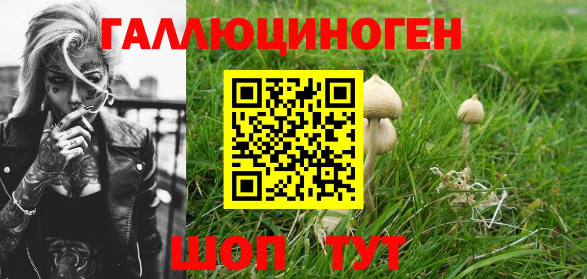 Галлюциногенные грибы Psilocybe Зеленокумск